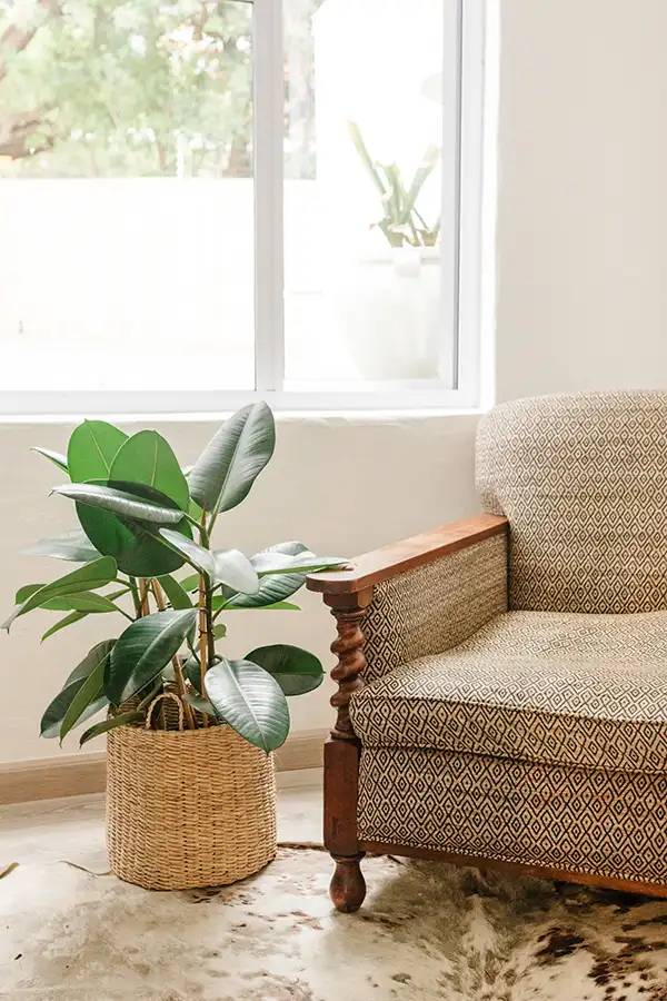 couch with plant
